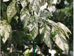 Ficus Erecta variegata / фикус эректа вариегатный