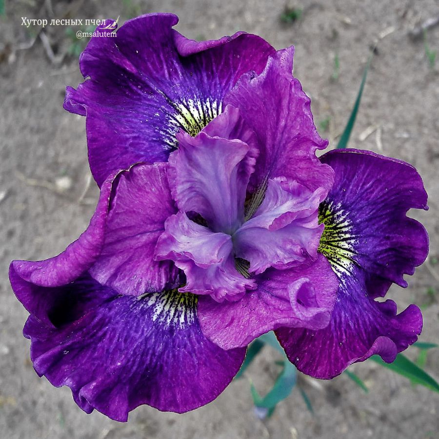 Iris sibirica Ruffles and Flourishes