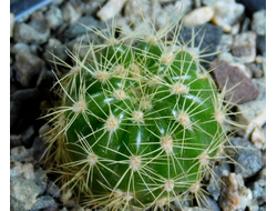 Echinopsis calochlorum (D=18-20mm)