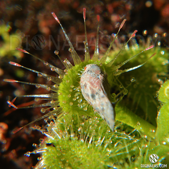 Drosera "Burmannii"