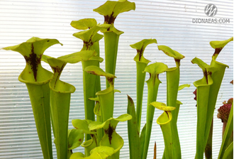 Sarracenia Flava var. Rugelii