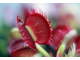 Dionaea muscipula Cross teeth