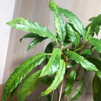 Ficus Racemosa Gold variegata / фикус ракемоза вариегатный желтый