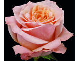 Роза чайно-гибридная  Шиммер