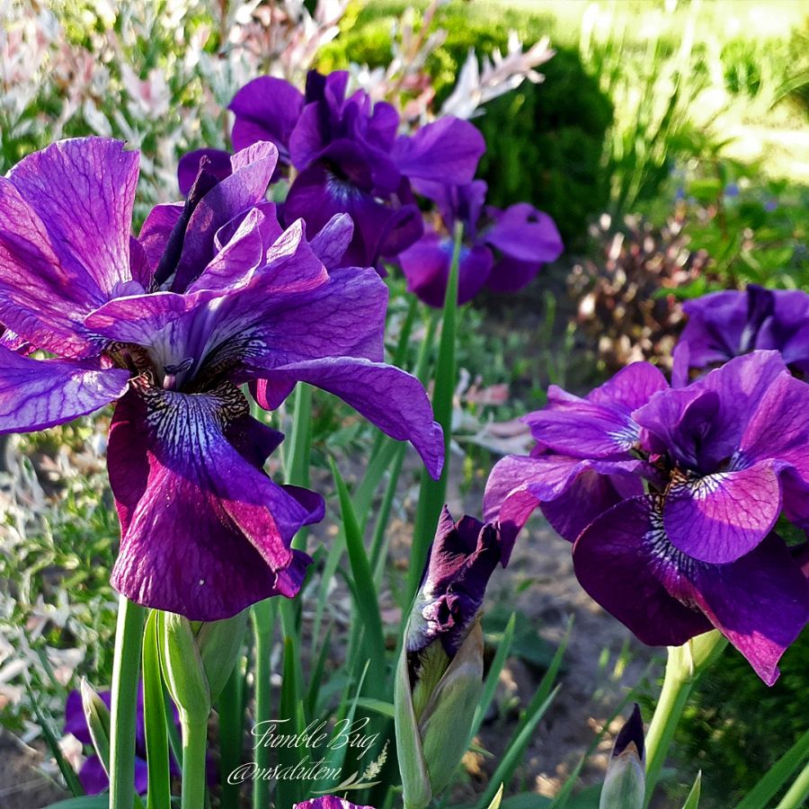 Iris sibirica Tumble Bug  Ирис Тамбел Баг