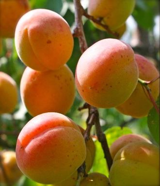 Абрикос Триумф севера Абрикос Триумф севера
