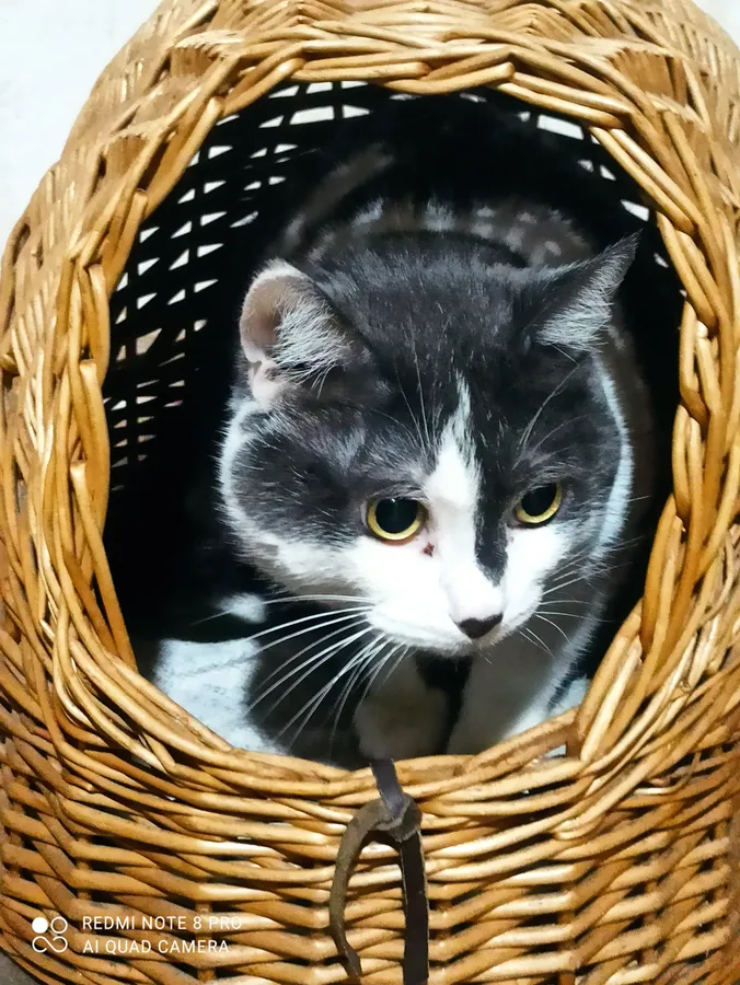 Котик-Спотик