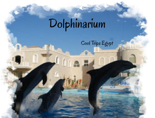 Dolphinarium in Sharm El Sheikh