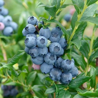 Голубика Хардиблю 4 года С5