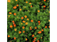 Ред Айс лапчатка кустарниковая (Potentilla fruticosa Red Ace)(15-30/3л)