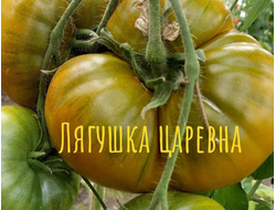 семена томаты "Лягушка-царевна" 10 шт.