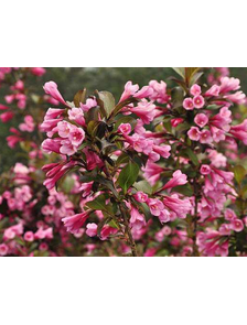 Вейгела цветущая (Weigela florida Foliis Purpureis)