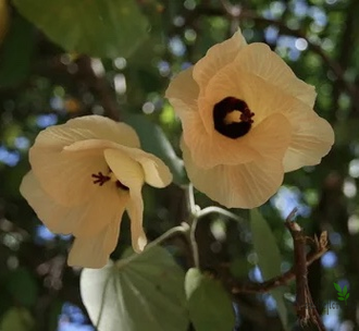 Гибискус Липолистный вариегатный / Hibiscus  tiliaceus variegata