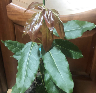 Ficus Superba = Fiсus sр.(T30) Nаkorn Раthom Thаiland