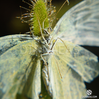 Drosera "Capensis var. Alba"