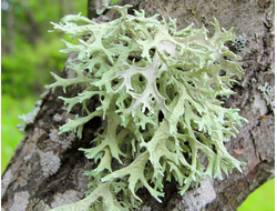 Дубовый мох (Evernia prunastri), резиноид, вес (10 г)