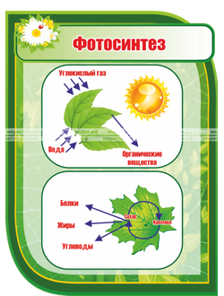 Стенды для кабинета биологии