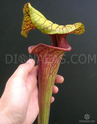 Sarracenia flava var. ornata dipping lid