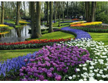 Тюльпаны в парке DS158 (алмазная мозаика) mp avmn