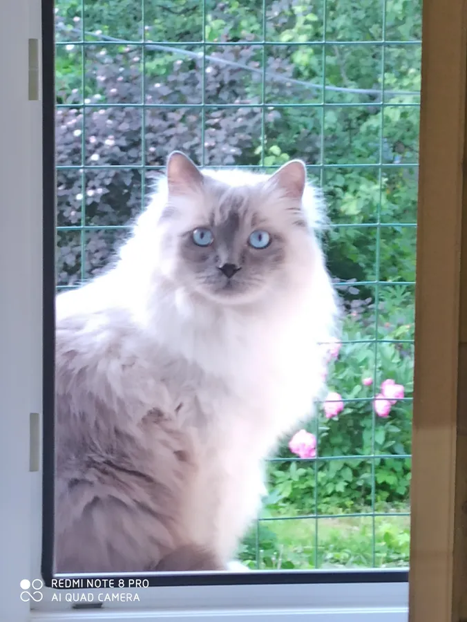 Регдолл Бус