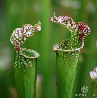 Sarracenia leucophylla Tarnok