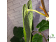 Ficus sp.(T25) aff villosa (big leaf) / фикус виллоза крупный лист
