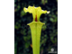 Sarracenia hybrid 5