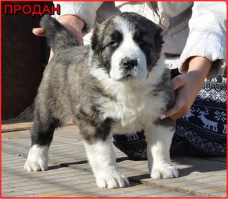Кобель. НАРХАЯТ ДАРХАН. Продан. Кобель. НАРХАЯТ ДАРХАН. Продан.