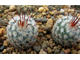 Mammillaria bombycina. Сеянцы.