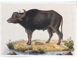 Африканский черный буйвол