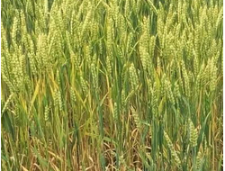 Ахмат семена озимой пшеницы