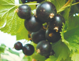 Смородина черная Деликатесная С7,5