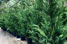 Питомники растений