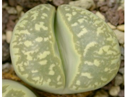 Lithops marmorata 'framesii' C058 - 10 семян