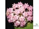 Hoya sp. Sarawak pink flower EPC-895