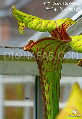 Sarracenia flava var. ornata dipping lid