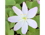 Anemonella thalictroides “Dark Pink”