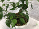 Ficus Benjamina Wiandi / фикус вианди