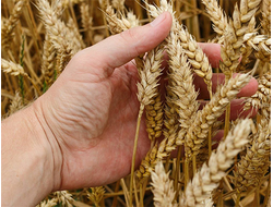 Илиада семена озимой пшеницы