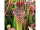 Sarracenia Velvet