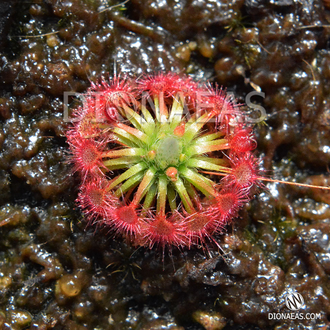 Drosera "Occidentalis var. microscapa"