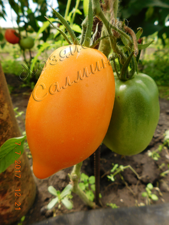семена томаты "Золотой Кенигсберг"