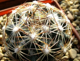 Coryphantha (6)