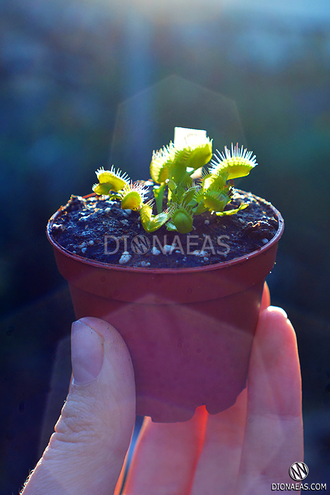 Подарочный набор Дионея "Микс сортов" - Dionaea muscipula MIX
