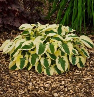 Хоста Брим Кап горш С1 Хоста Брим Кап горш С1