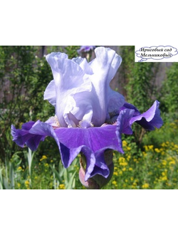 БЕРЕГОВОЕ  Локтев*15