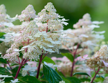 Ерли Гарри гортензия метельчатая (hydrangea paniculata `Early Harry`)