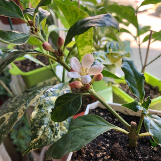 Gardenia African Mitriostigma Axillare