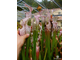 Sarracenia Leucophylla pink and purple pitchers,  vigorous and tall plant