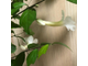 Тунбергия кустовая белая/Thunbergia erecta Alba